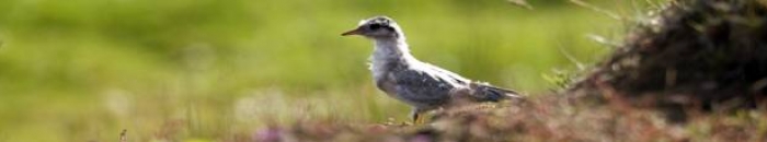 Austur-Eyjafjallahreppur